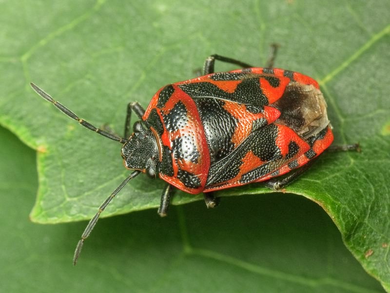 Eurydema (Eurydema) ornata (Linnaeus, 1758)